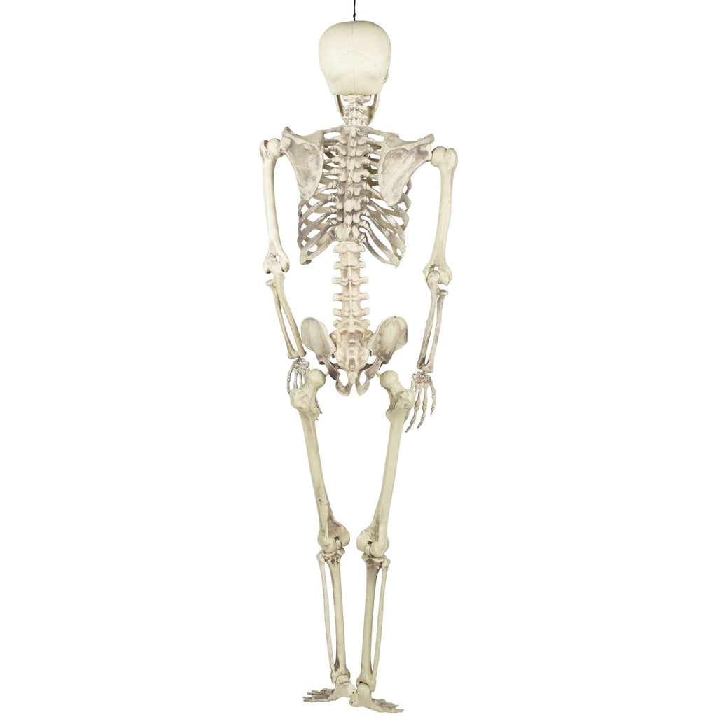 Northlight 5' Life Size Skeleton Indoor/Outdoor Halloween Decoration - White/Gray