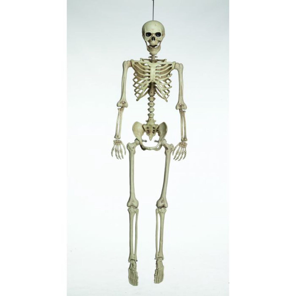 Morris Costumes FW91474 5 ft. Realistic Posable Articulated Skeleton Halloween Decoration