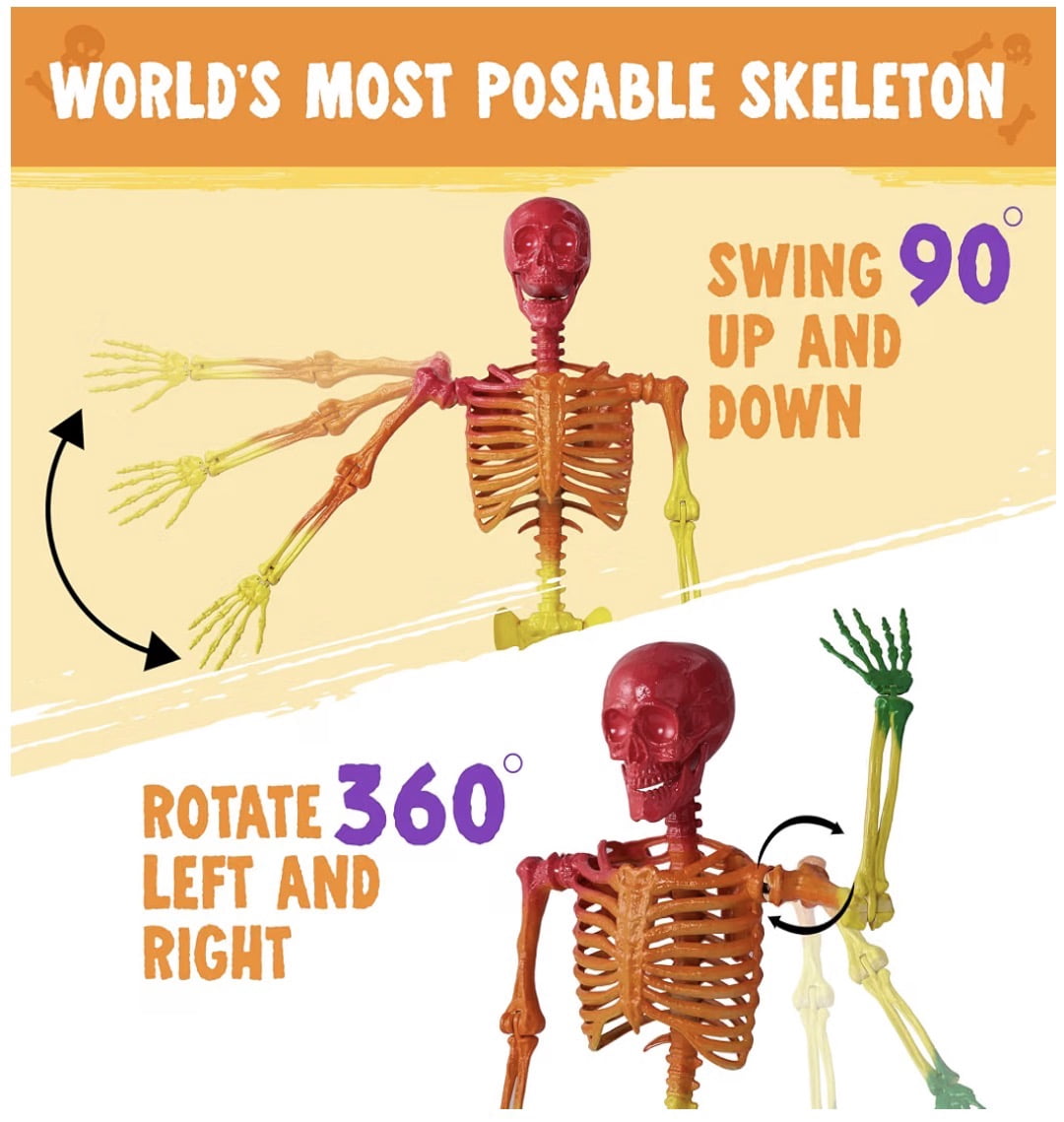 5.6 ft Halloween Posable Life Size Rainbow Skeleton