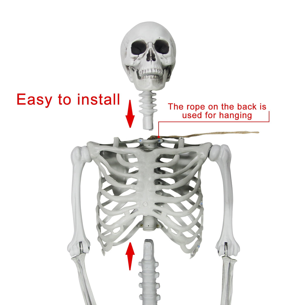 OZMI 5' 4" Tall Halloween Skeleton Decoration for Haunted House, 63 Inch Plastic Life Size Skull Skeleton for Halloween Party Haunted House Bar Yard Graveyard Decorations Party Supplies