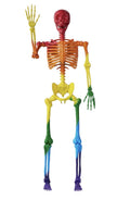 5.6 ft Halloween Posable Life Size Rainbow Skeleton