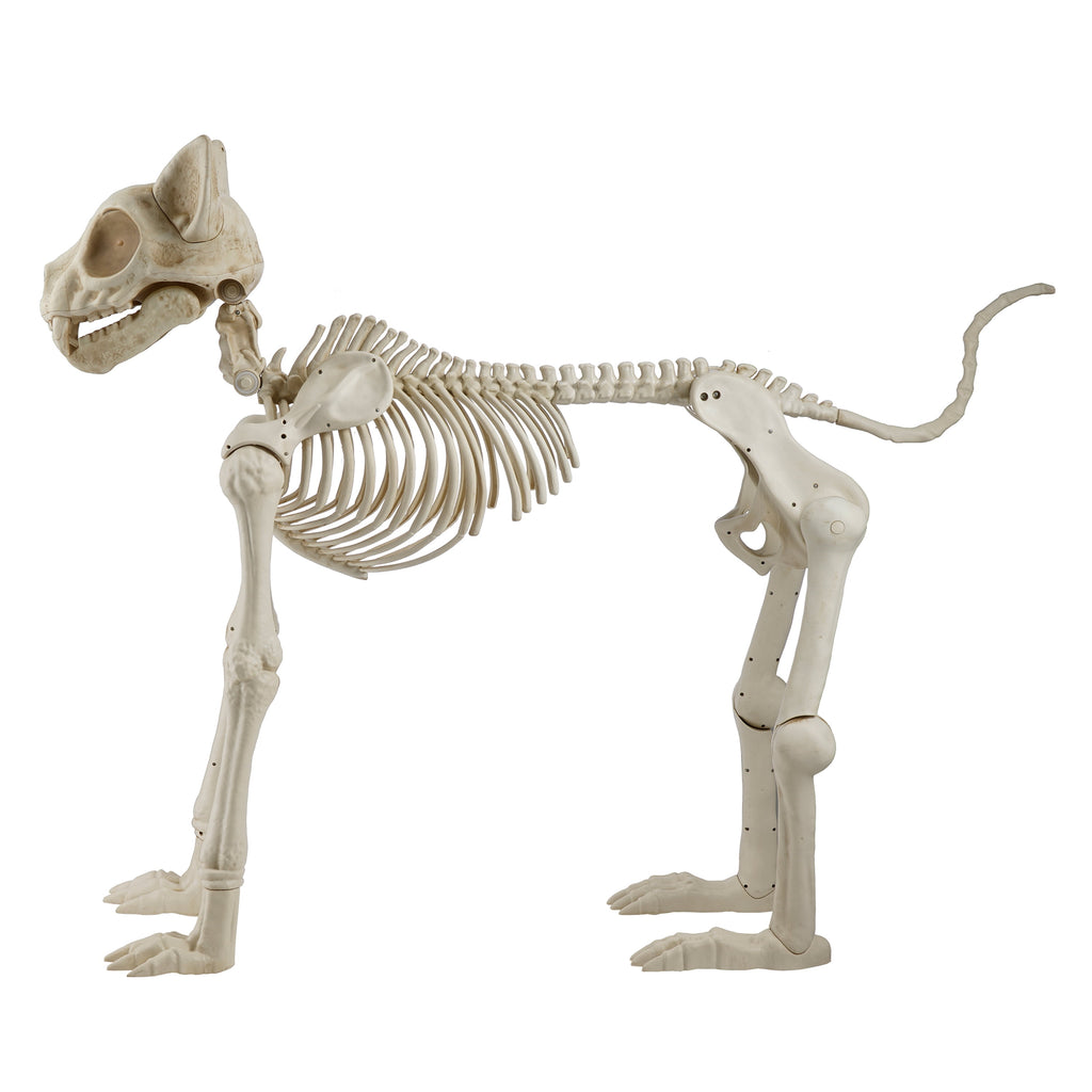 Way To Celebrate Animated Skeleton Cat Halloween Decoration, Beige, 60 in