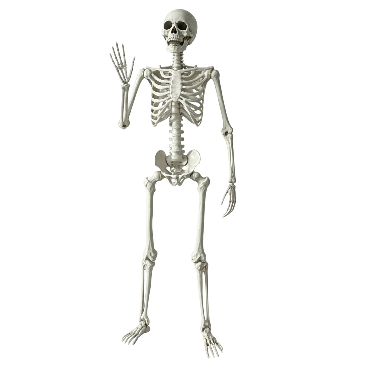 Callipe 5.4FT Life-Size Human Skeleton Prop for Halloween, Realistic Poseable Full Body Skeleton with Adjustable Joints, Haunted House Horror Scenes Decoration And Party Displays