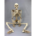 Aged 33.5 in. Harvey Jr. Skeleton