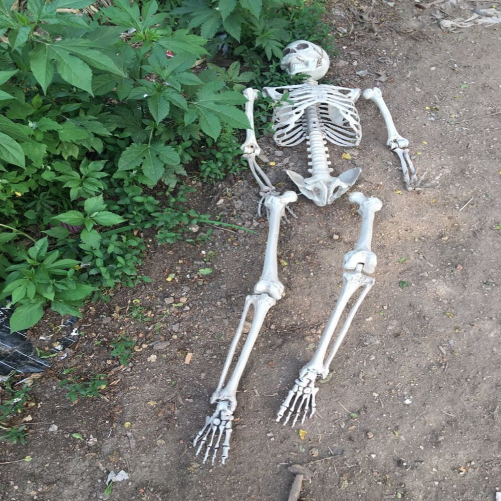 2 Pack 5.4Ft Halloween Skeleton Decorations, Life Size Full Body Skeleton with Movable Joints, Indoor Outdoor Halloween Props for Yard, Porch and Haunted House