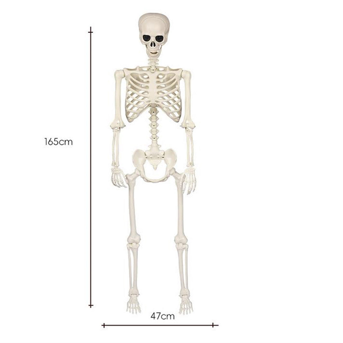 5.4FT Realistic Life-sized Human Plastic Skeleton Decoration, Flexible Joints, Standing & Hanging Skeleton Decoration for Halloween Ghost House, Tabletop, Indoor & Covered Outdoor Decor
